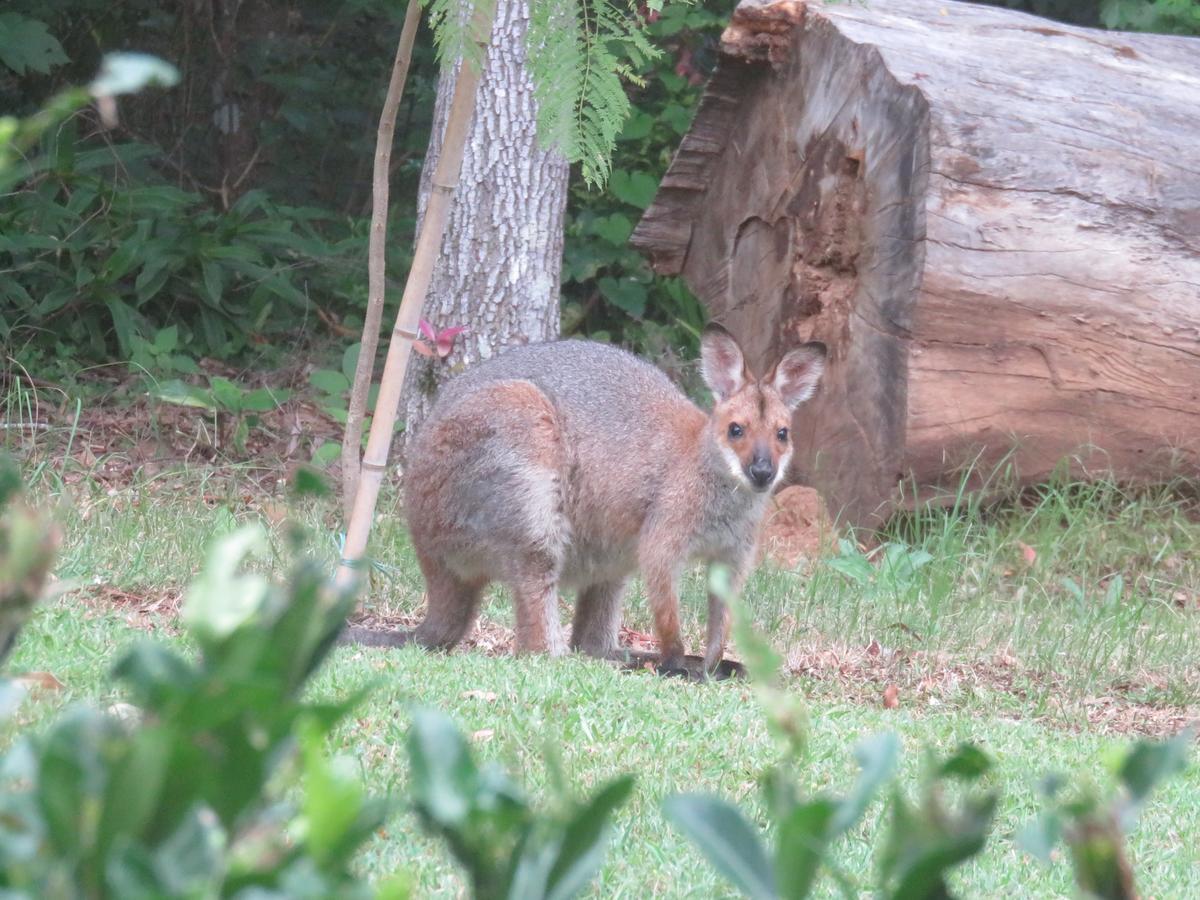 Keillor Lodge Maleny Bagian luar foto