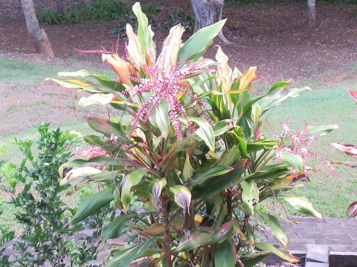 Keillor Lodge Maleny Bagian luar foto